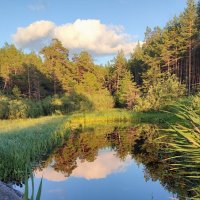 Черное озеро :: Елена Байдакова