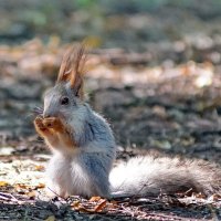 Ещё раз про одну белочку... :: Николай Саржанов