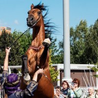 Приветствие. :: Владимир Безбородов