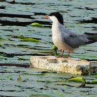 Крачка :: kolyeretka 