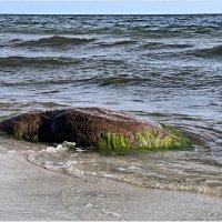 Камень в водорослях. :: Валерия Комова