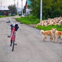 Одна голова на двоих! :) :: Елена Хайдукова  ( Elena Fly )