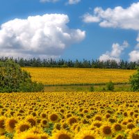 Поле маленьких солнышек :: Наталья Димова