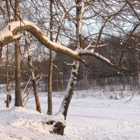 В Ржевском лесопарке :: Александр Ильчевский 