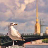 Позирует :: Алексей Чуркин