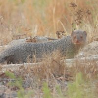 mongoose :: Сергей Гаричев