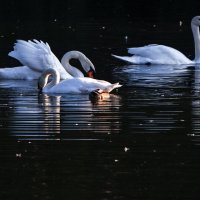 Лебединое озеро. :: Владимир Безбородов