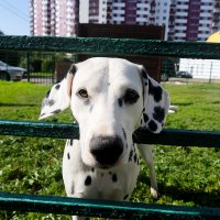 Не ври мне :: Сергей Премонишын