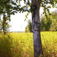 Осень в пойме Сырого Агана! :: Владимир 