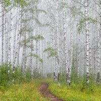 Туманное утро в березовой роще :: Галина Новинская