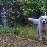 Июль...Лесной песик! :: Владимир 