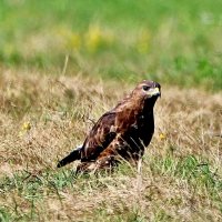 Канюк обыкновенный. :: Восковых Анна Васильевна 