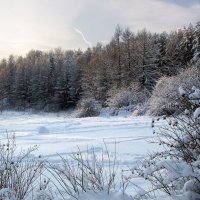 В лесопарке :: Александр Ильчевский 