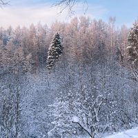 В лесопарке :: Александр Ильчевский 