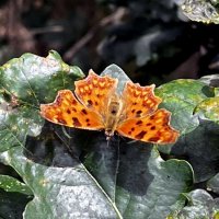 Тихо в парке. На озере /Der Tierpark am Röhrensee - Bayreuths lebendiger Süden/. :: "The Natural World" Александер