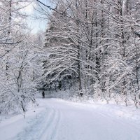 После снегопада :: Александр Ильчевский 