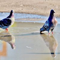 Прилетели голуби водицы напиться. :: Восковых Анна Васильевна 