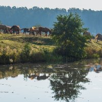 Осенний выгул на берегу речки. :: Виктор Евстратов