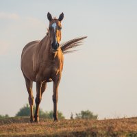 Позирует. :: Виктор Евстратов