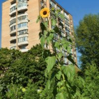 Подсолнухи цветут в Аптекарском огороде. :: Татьяна Помогалова