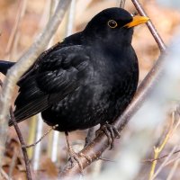 Не будем забывать о кормушках :: "The Natural World" Александер