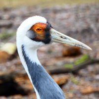 Серые журавли (Grus grus) Журавль крупным планом,с расстояния вытянутой руки. :: "The Natural World" Александер