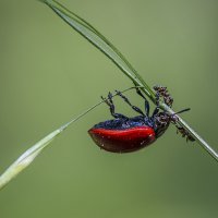 Встреча :: Андрей Пристяжнюк