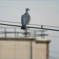 Любуясь закатом :: Сеня Белгородский