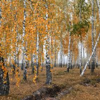 Осенний сюжет с туманом :: Василий Колобзаров