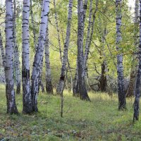 выдался солнечный осенний день :: Ольга Гомзина