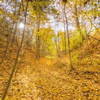 Тропинка в осень :: Анатолий Портнов