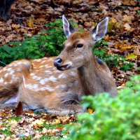 Вот и наступила осень. Сентябрь. Мир Природы... "The Natural World" :: "The Natural World" Александер