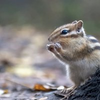 Лесной житель :: Марина Фомина.