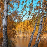 Сезон желтых листьев :: Василий Колобзаров