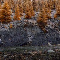 Увяданья золотом охваченный... :: Дмитрий Шишкин