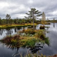 Болота Ельня :: Виктор Журбенков