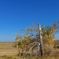 Берёзка... :: Влад Никишин