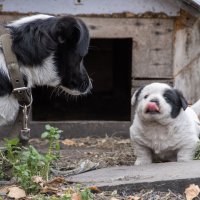 Детство... :: Олег Меркулов