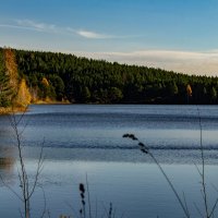 Краски осени в заказнике Арга :: Владимир Кириченко