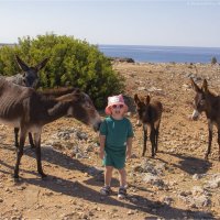 Ослики-разбойники! Каждый получил по морковке от Алисы :: Анастасия Северюхина