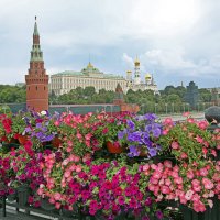 Кремль и петуния на Москворецком мосту в июле :: Михаил Бибичков