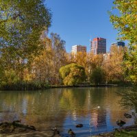 Фото. 2.10.2024.Екатеринбург.Золотая осень в Дендрарии на улице Мира :: Михаил Пименов