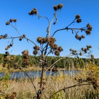 Arctium,он же репейник,он же дедовник :: Владимир Кириченко