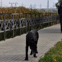 У такого не забалуешь , хоть и преданы друг другу,,, :: Анатолий Колосов