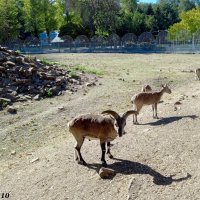 В ростовском зоопарке :: Нина Бутко