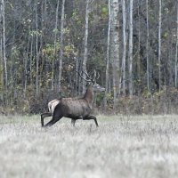 Бег оленя. :: Евгений Кузнецов