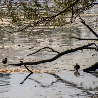 Утки сидят ноги в воде :: Георгий А