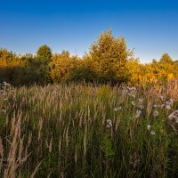 Природа в августе :: Александр Синдерёв