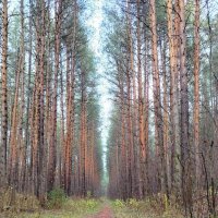 Лес в октябре :: Наталья Воронцова