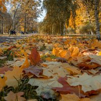 Краски осени. :: Анатолий 71 Зверев